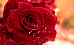 Red Rose Background Wallpapers 07222