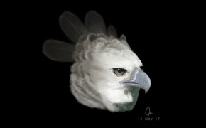 Harpy Eagle Wallpaper HD 76533