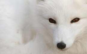Arctic Fox HD Background Wallpaper 73916