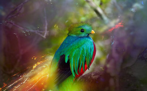 Quetzal Background Wallpaper 77951