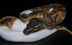 Python Snake Wallpaper HD 75660
