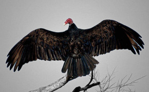 Turkey Vulture Best Wallpaper 80891