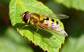 Hoverfly Widescreen Wallpapers 76849