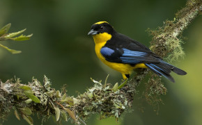 Tanager Background Wallpapers 80384