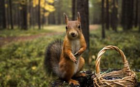Red Squirrel Wallpaper 3840x2160 82292
