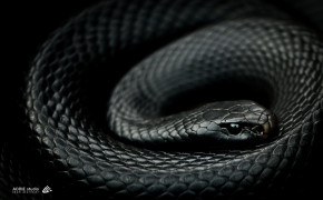 Red Bellied Black Snake HD Background Wallpaper 78285