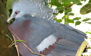Victoria Crowned Pigeon Wallpaper 80955