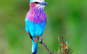 Lilac Breasted Roller HD Wallpaper 77761