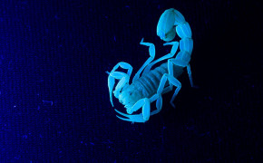 Scorpion Animal Wallpaper 2400x1594 81656