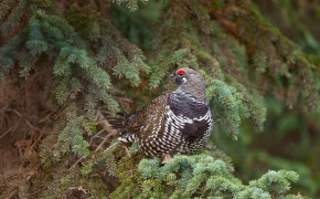Grouse Background HD Wallpapers 76414