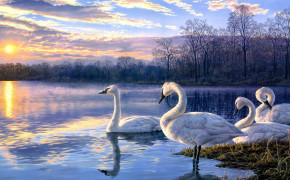 Trumpeter Swan Background Wallpapers 80801