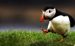 Puffin Wallpapers Full HD 77880