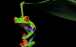 Red Eyed Tree Frog HD Desktop Wallpaper 78181