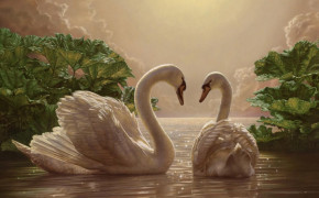 Mute Swan Wallpaper HD 75347