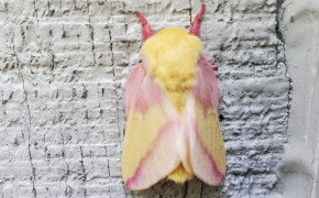 Rosy Maple Moth Background Wallpapers 78705