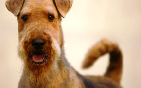 Airedale Terrier HD Wallpapers 73441