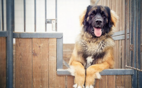 Leonberger HD Wallpapers 77647