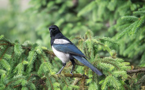 Magpie Wallpapers Full HD 74694