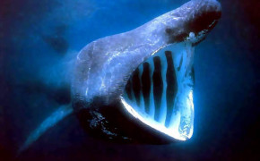 Basking Shark High Definition Wallpaper 74257
