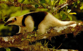 Anteater Background Wallpapers 73878