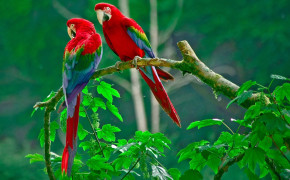 Red And Green Macaw HD Wallpapers 78256