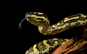 Python Snake Desktop HD Wallpaper 75651