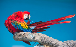 Scarlet Macaw Widescreen Wallpaper 78987