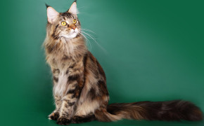 Maine Coon HD Wallpapers 74727