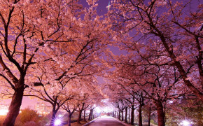Cherry Blossom Wallpaper HD 06781