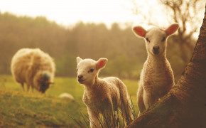 Sheep HD Background Wallpaper 79344