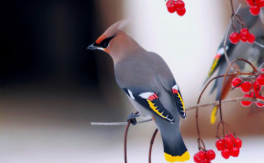 Waxwing Background Wallpapers 75988