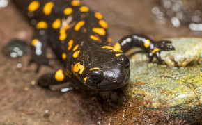 Red Bellied Newt Widescreen Wallpapers 78153