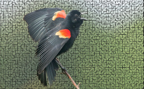 Red Winged Blackbird HD Wallpapers 78447