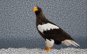 Stellers Sea Eagle Widescreen Wallpapers 80051