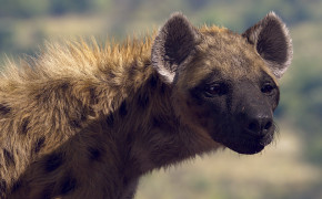 Hyena Background Wallpapers 76889