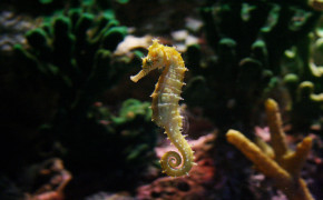 Seahorse Wallpapers Full HD 79196