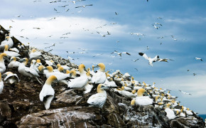 Northern Gannet Background HD Wallpapers 75426