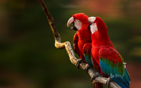 Red And Green Macaw HD Wallpaper 78255