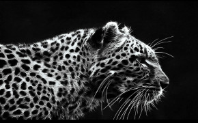 Black Leopard HD Background Wallpaper 76081