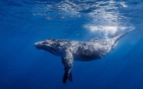 Humpback Whale HD Wallpaper 76860