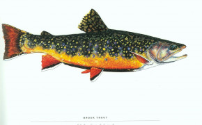 Trout Fish Wallpaper 1998x1412 81726