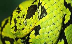 Green Viper Snake Wallpaper 1920x1200 81109