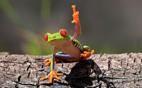 Tree Frog Background HD Wallpapers 80721