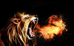 Cool Lion HD Wallpapers 76165