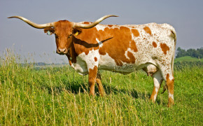 Longhorn Cattle Desktop HD Wallpaper 74571