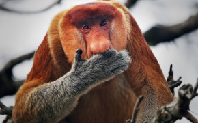 Proboscis Monkey HD Wallpaper 77840