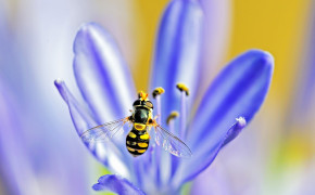 Hoverfly HD Background Wallpaper 76839