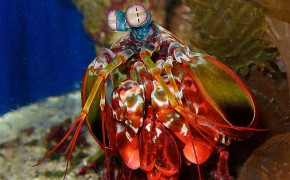 Mantis Shrimp Wallpaper 74952