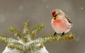 Redpoll Background Wallpapers 78361