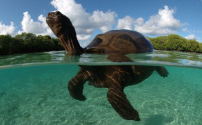 Aldabra Giant Tortoise Desktop Widescreen Wallpaper 73512